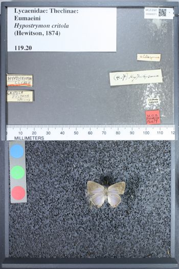 Media type: image;   Entomology 69371